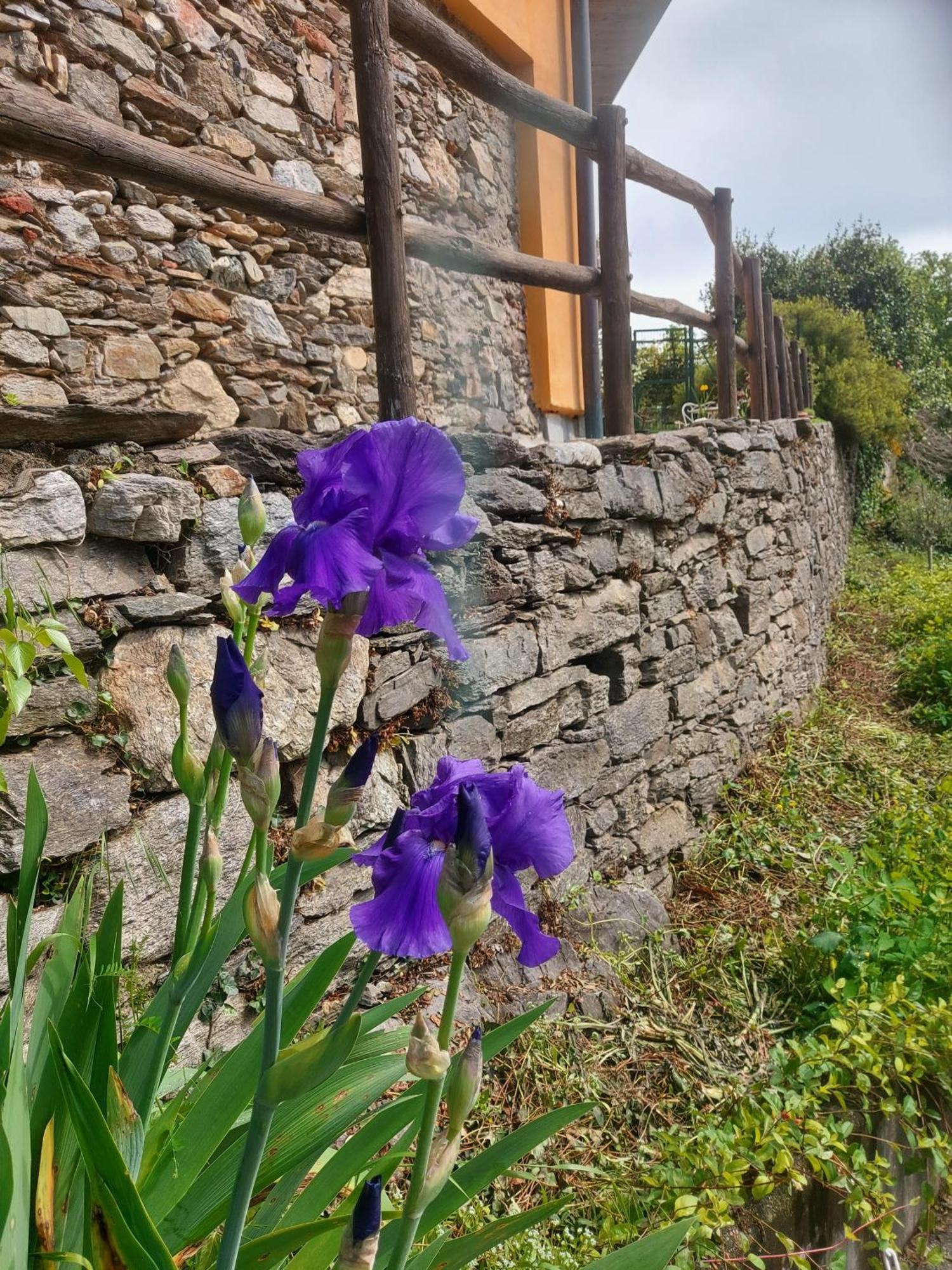 La Nave B&B Monteggio Esterno foto